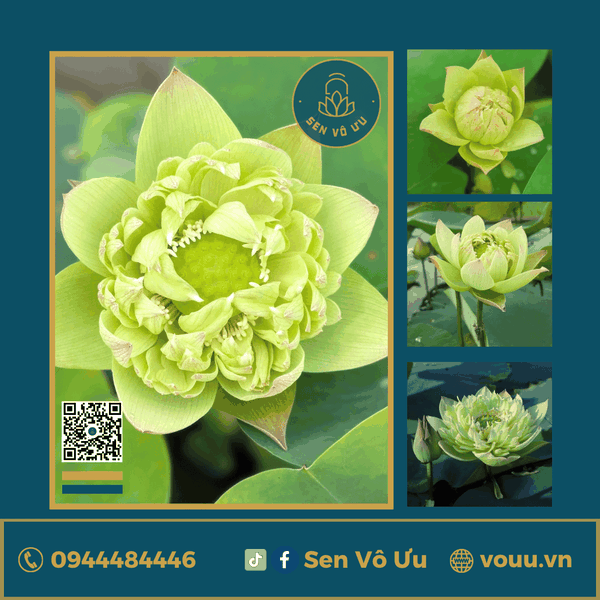Giống sen vàng Tần Hoài Yến Vũ | Sen Vô Ưu