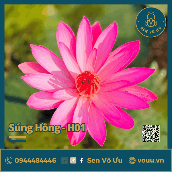 Giống hoa súng Mỹ màu Hồng H01 | Sen Vô Ưu