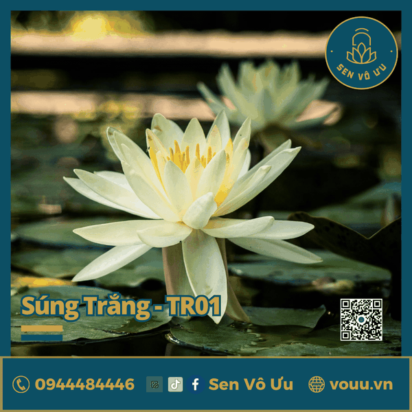 Giống hoa súng Mỹ màu trắng TR01 | Sen Vô Ưu