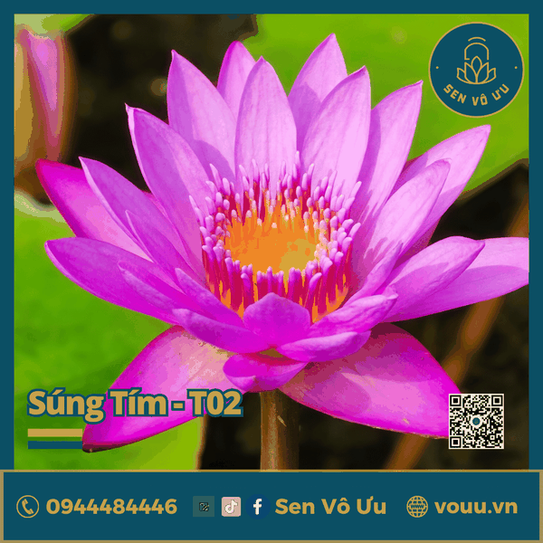 Giống hoa súng Thái màu tím T02 | Sen Vô Ưu