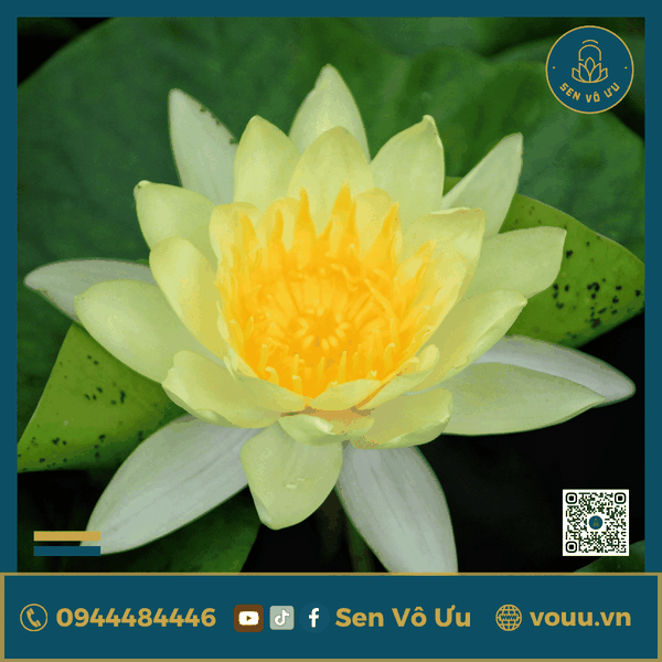 Giống hoa súng vàng V02 | Sen Vô Ưu