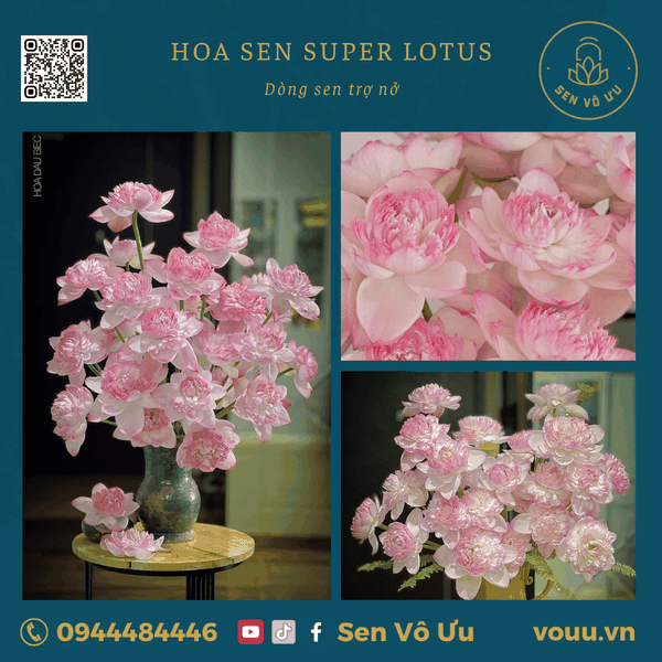 Bó 10 bông hoa sen Super lotus | Sen Vô Ưu