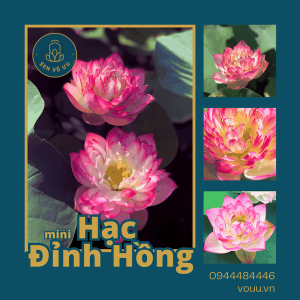 Củ giống sen mini Hạc Đỉnh Hồng | Sen Vô Ưu