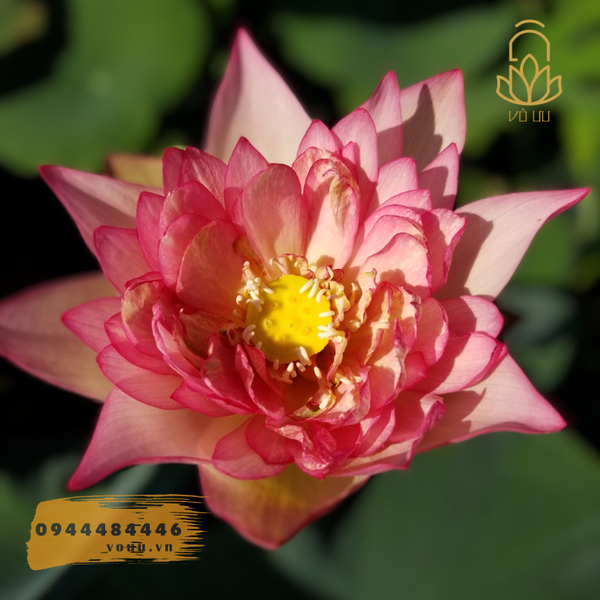 Pink Cloud lotus