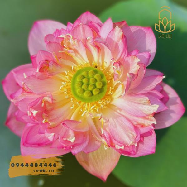 Pink Pror lotus