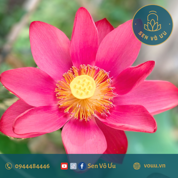 Củ giống Red Beijing Sen Vô Ưu