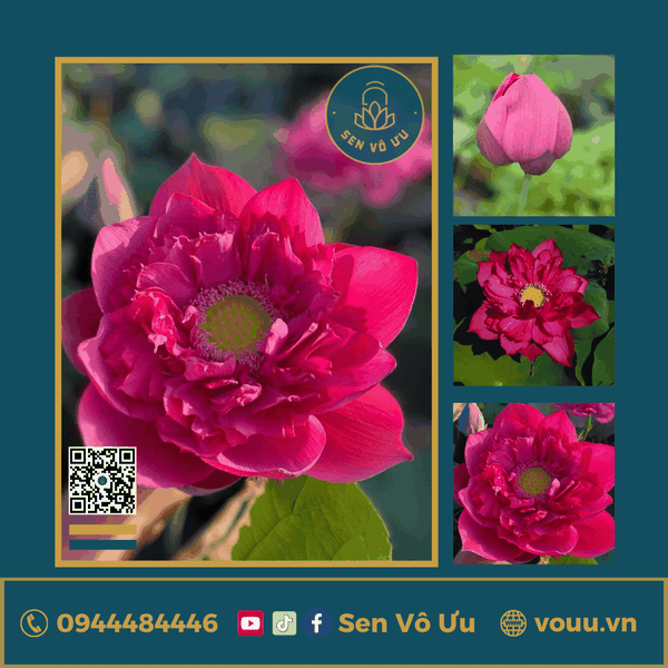Giống sen đỏ Red Philips lotus | Sen Vô Ưu