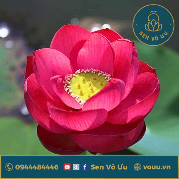 Củ giống sen mini Thác Đá | Sen Vô Ưu