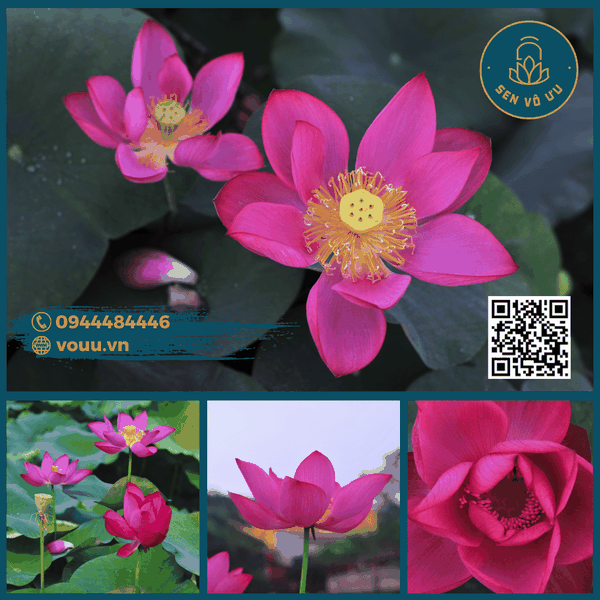 Củ giống sen mini Tú Mạc | Sen Vô Ưu