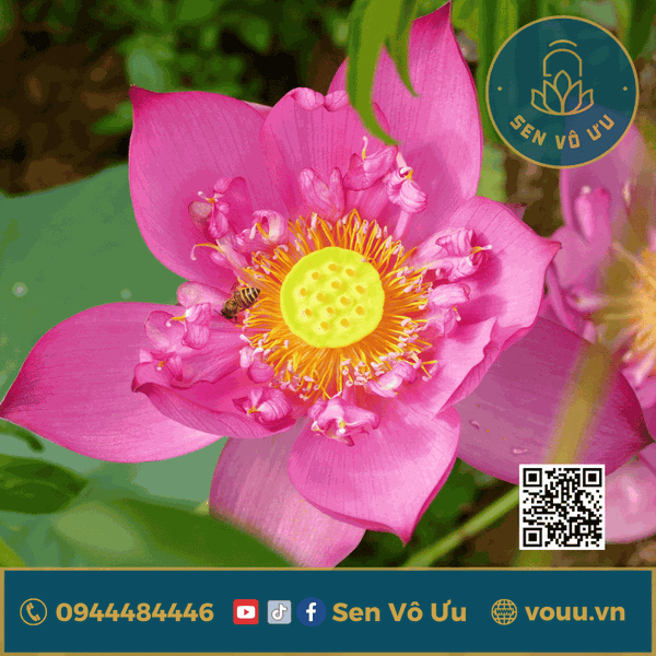 Hạt sen giống sen super 14b (5 hạt)