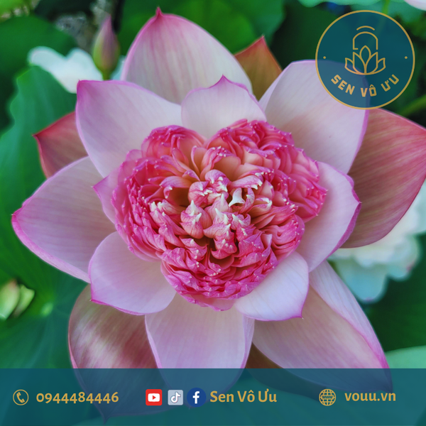 Củ giống sen Super Lotus