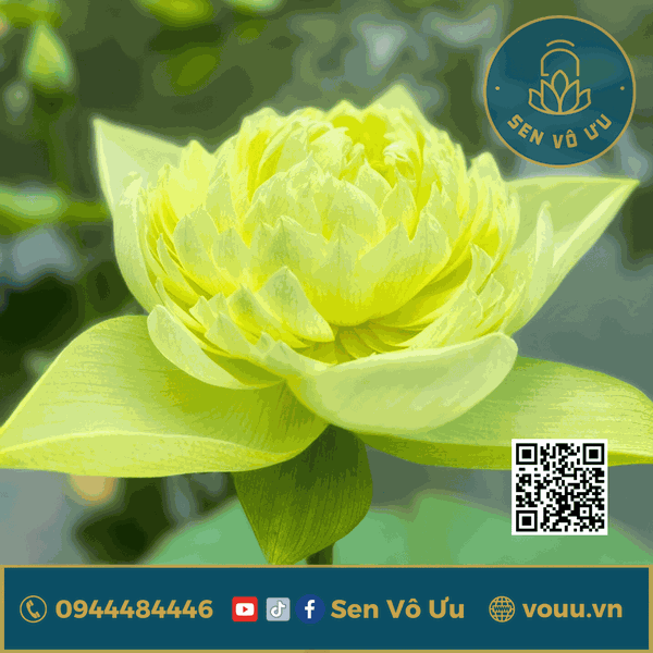Củ giống Golden Apple - Táo Vàng | Sen Vô Ưu