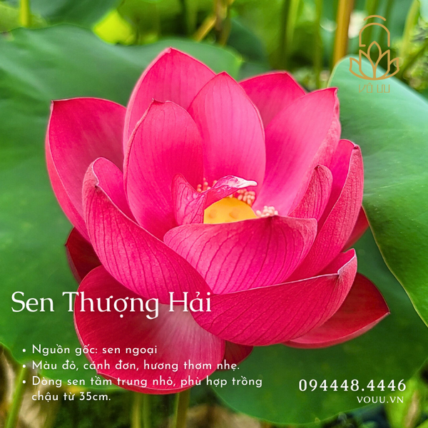 Củ giống Sen đỏ Thượng Hải - Red Shanghai Lotus