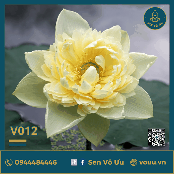 Giống sen vàng Golden Builder V012 | Sen Vô Ưu
