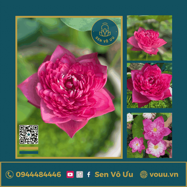 Củ giống sen Super Pink | Sen Vô Ưu