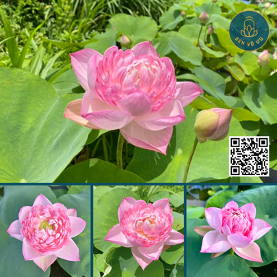 Củ giống Táo hồng - Pink Apple lotus