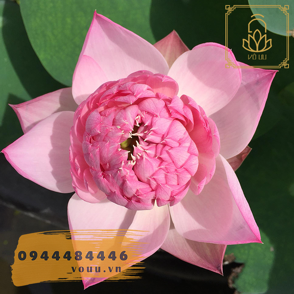 Sen Bóng Rồng - Dragon ball lotus Lotus