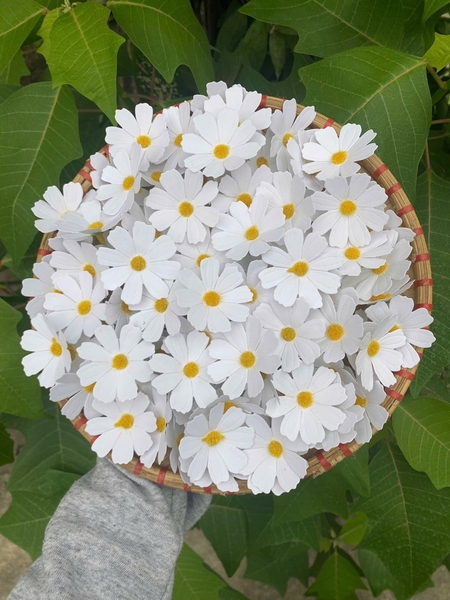 Gói 100 hoa sao nhái kt 5cm -TRẮNG.