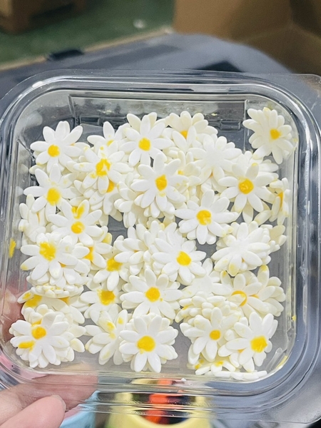 Hộp 108 bông hoa cúc  bằng kẹo đường (ăn được) -thanh lý do vận chuyển bị chảy phần nhân vàng, có thể thay bằng viên bi đường.