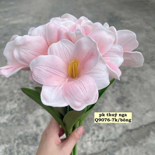 Hoa tuylip nở-HỒNG NHẠT.