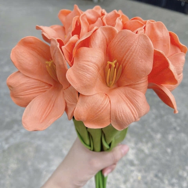 Hoa tuylip nở-MÀU CAM.