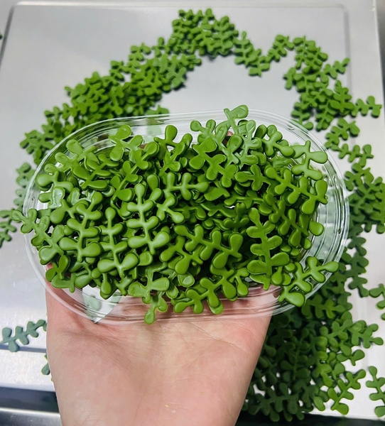 Set 1 khuôn nhấn -lá thanh hương.