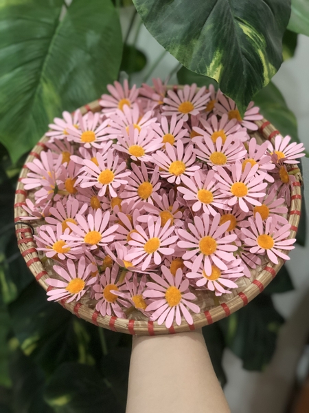 Hoa cúc họa mi (gói 100 bông).