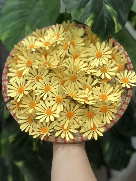 Hoa cúc họa mi (gói 100 bông).