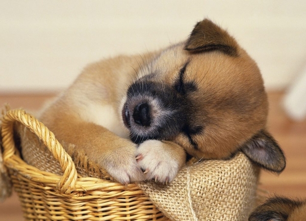 Chi phí để nuôi một chú chó là bao nhiêu?