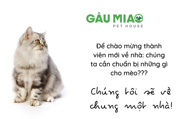 Những vật dụng cần thiết cho mèo khi về nhà mới ???