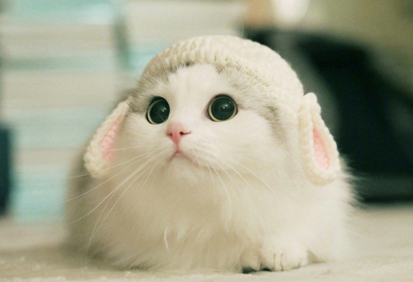 Cách cho mèo ăn lành mạnh nhất