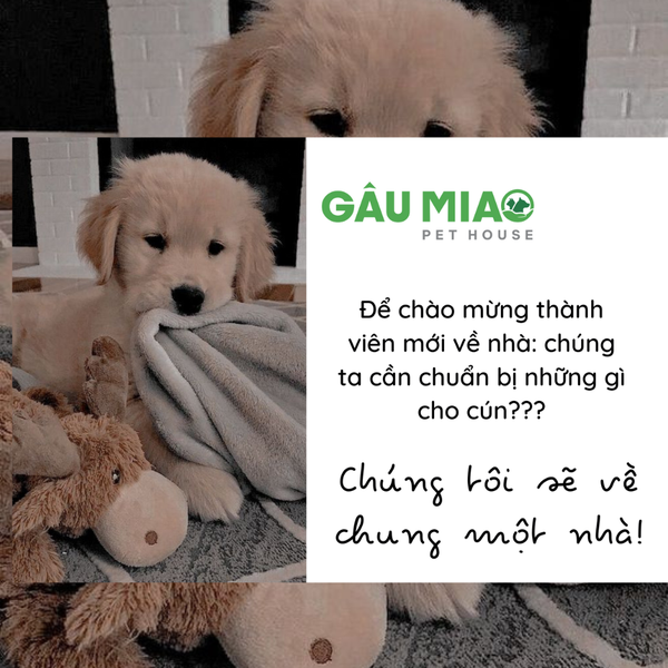 Để chào mừng thành viên mới về nhà: chúng ta cần chuẩn bị những gì cho cún???