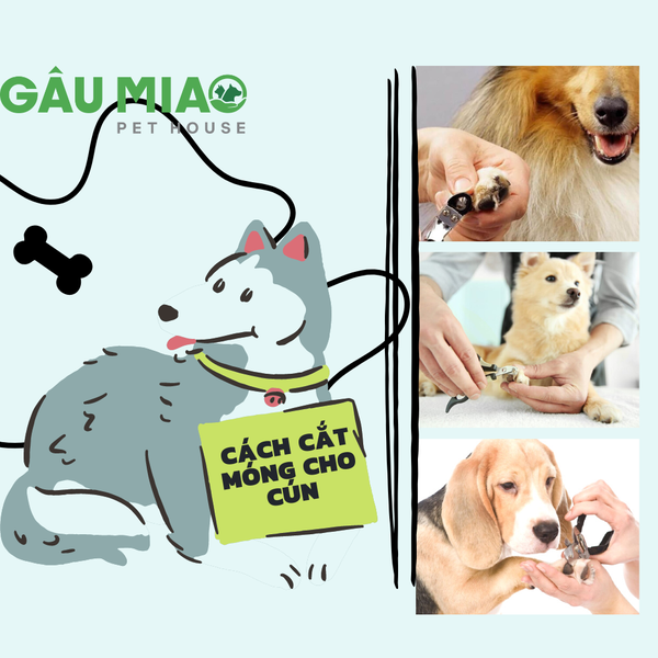 Cách cắt móng cho cún cưng !!!