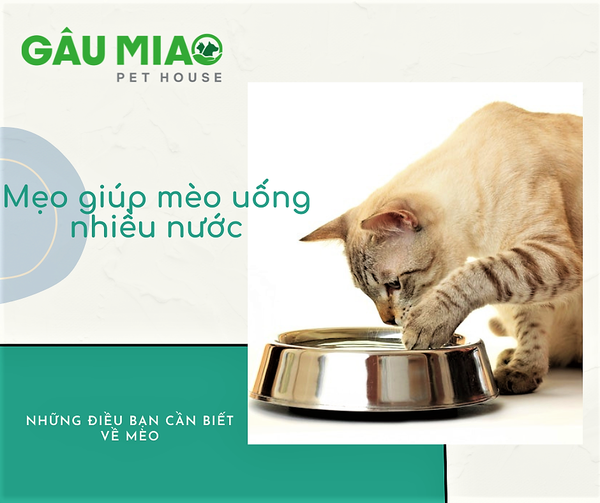 Mẹo Giúp Mèo Uống Nhiều Nước