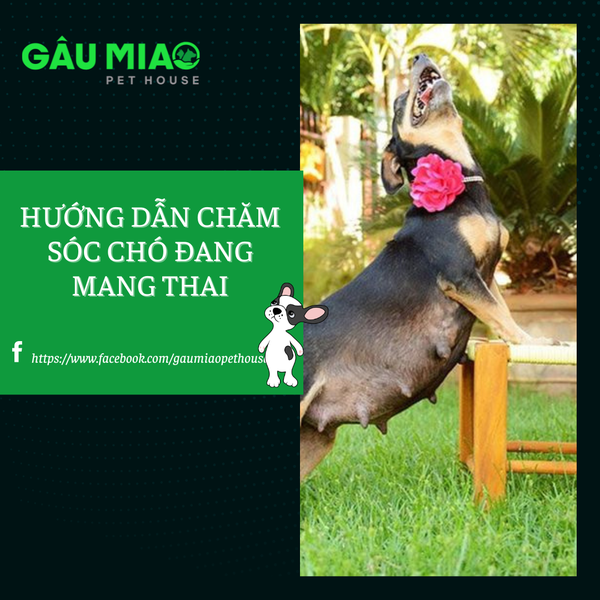 Hướng dẫn chăm sóc chó khi mang thai.