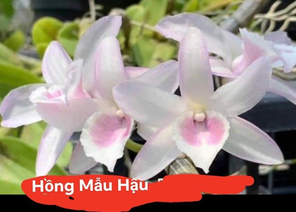 (RẺ VÔ ĐỊCH)Phi Điệp Hồng Mẫu Hậu (cây con giống gieo hạt)