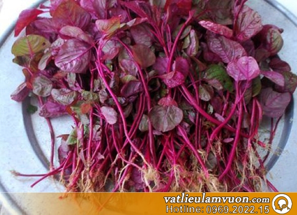 Rau Rền Đỏ Vật liệu làm vườn