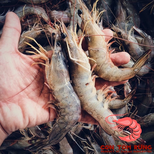 Tôm Thẻ Con Tôm Rừng 400g Organic Mart