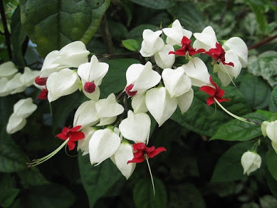 [Cây giống hoa] Ngọc Nữ Trắng - Dây Ngọc Nữ -Clerodendron thomsonae - CayGiongTot