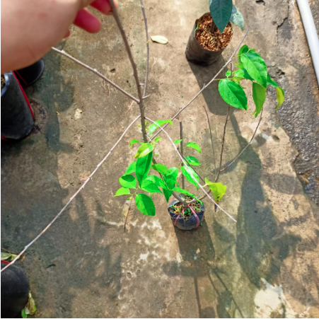 Cây giống hồng quân (mận quân) cho trái vị ngọt thanh, nhẹ dịu Cây Giống Hồng Quân (Mận Quân) Cho Trái Vị Ngọt Thanh, Nhẹ Dịu