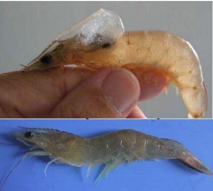 BỆNH ĐÓM TRẮNG TRÊN TÔM ?