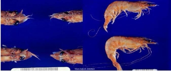 BỆNH HOẠI TỬ CƠ QUAN TẠO MÁU VÀ CƠ QUAN HÔ HẤP ?