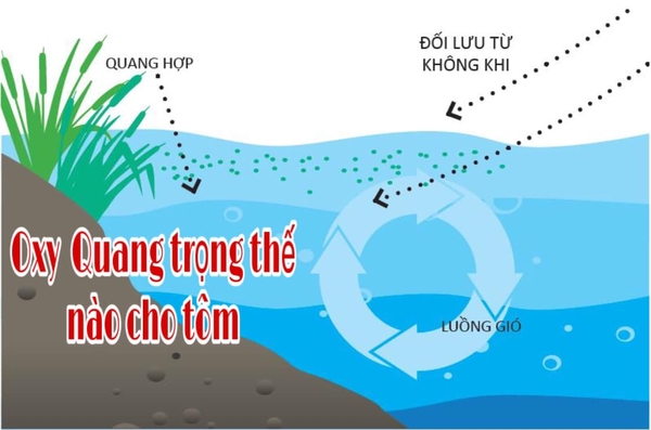TẦM QUANG TRỌNG CỦA OXY ?