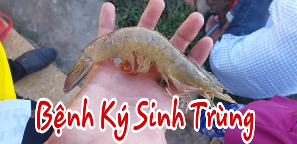 BỆNH DO KÝ SINH TRÙNG