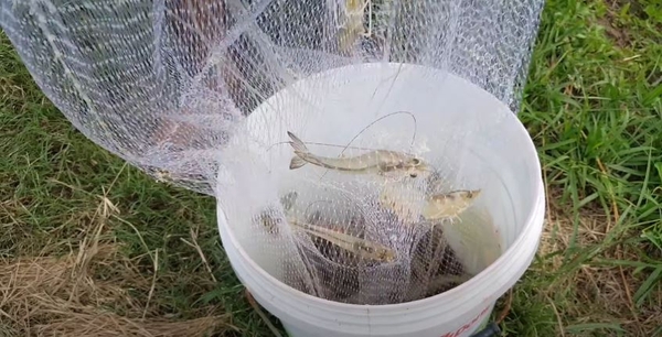 CHÀI TÔM KIỂM TRA SỨC KHỎE TÔM