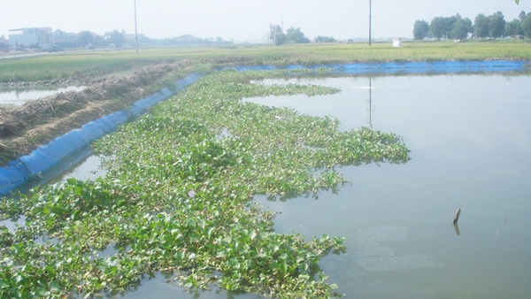 Những việc cần làm khi nuôi cá vào mùa lạnh