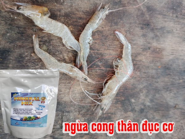 THIẾU KHOÁNG LÀ VẤN ĐỀ CỐT LỖI