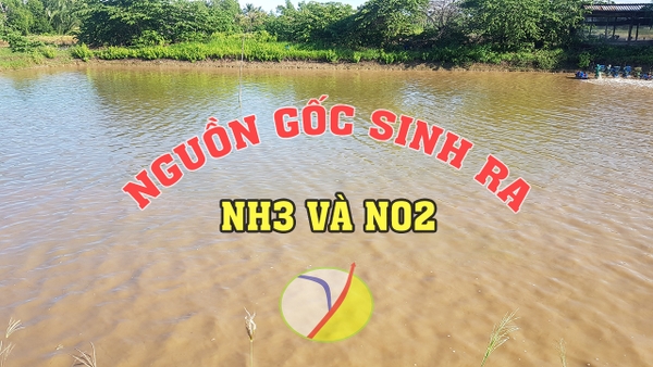 NGUỒN GỐC CỦA NH3 VÀ NO2.