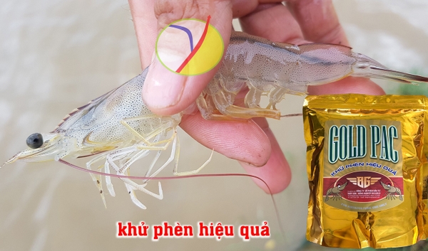 NGUYÊN NHÂN AO BỊ NHIỄM PHÈN VÀ CÁCH XỬ LÝ