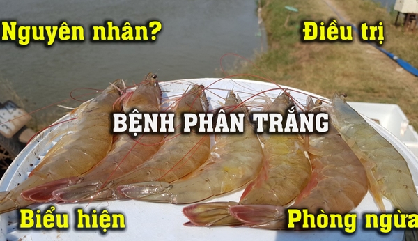 BỆNH PHÂN TRẮNG XUẤT PHÁT TỪ ĐÂU ?